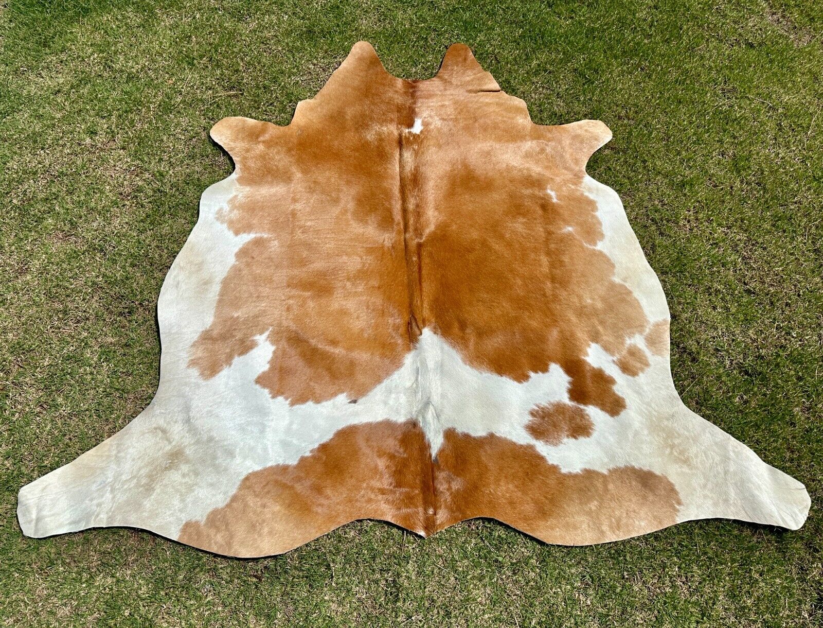 Immerse yourself in the timeless charm of brown and white cowhide rugs; their versatility makes them a perfect choice for both traditional and contemporary interiors.