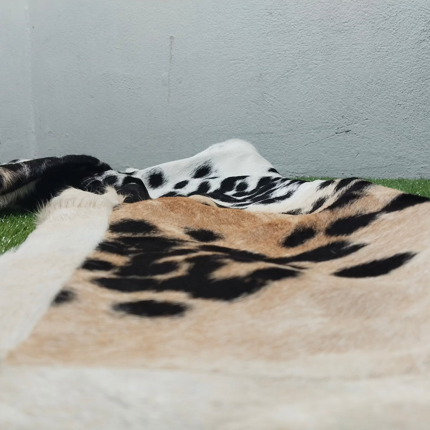 real cowhide pants black and white