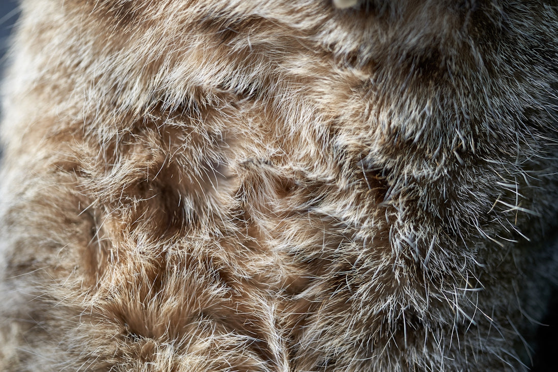 Explore the Unique Appeal and Style of the Natural Cowhide Fur Coat Jacket With Fringes - Boho Living Room