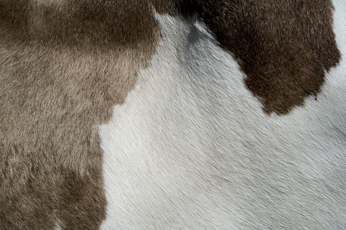 a close up of a dog's fur