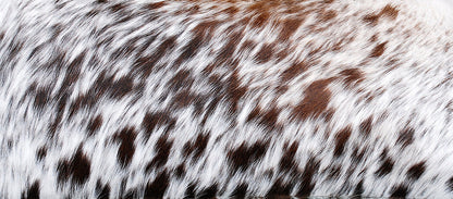 Speckled Tricolor Cowhide Lumber Pillow Cover