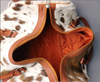 Brown White Western Overnight Bag