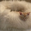 natural sheepskin cat pet bed