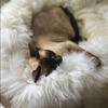 natural sheepskin cat pet bed