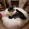 natural sheepskin cat pet bed