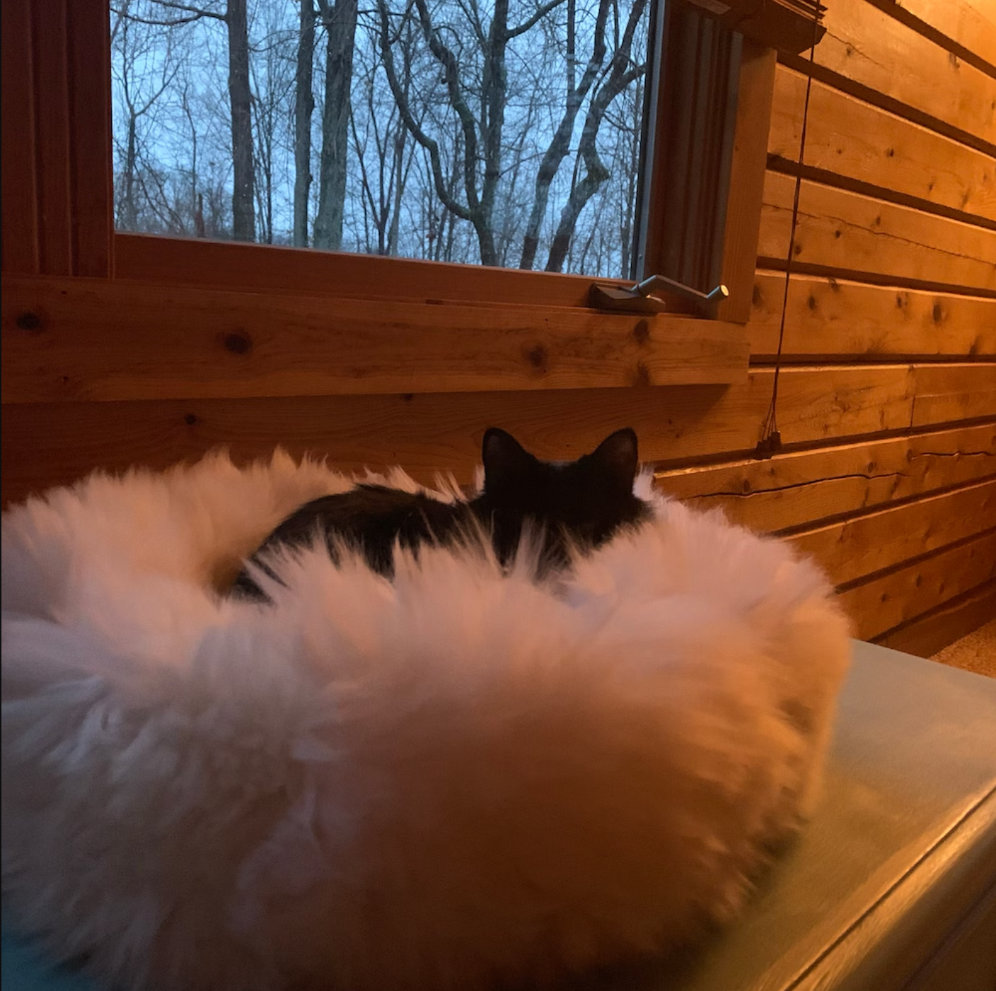 natural sheepskin cat pet bed