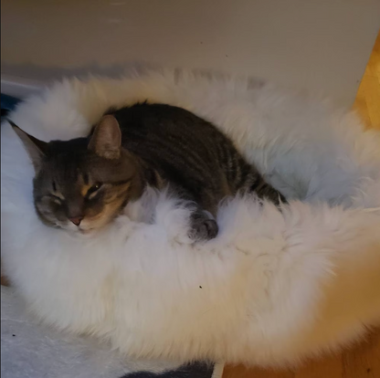 natural sheepskin cat pet bed