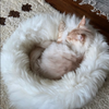 natural sheepskin cat pet bed