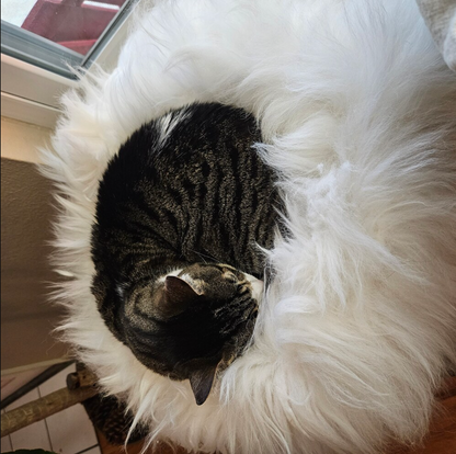 natural sheepskin cat pet bed