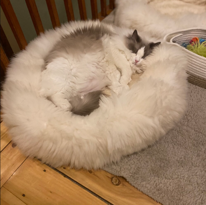 natural sheepskin cat pet bed