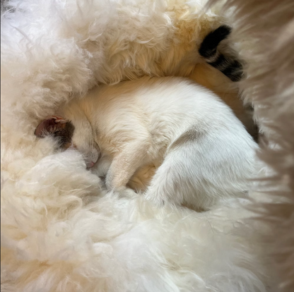 natural sheepskin cat pet bed