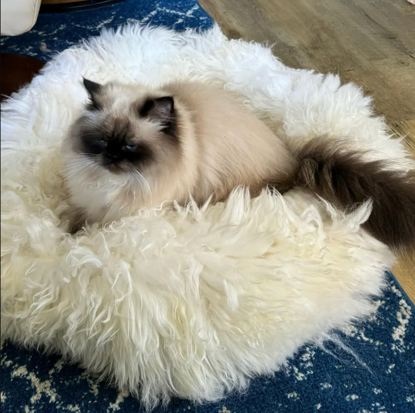 natural sheepskin cat pet bed