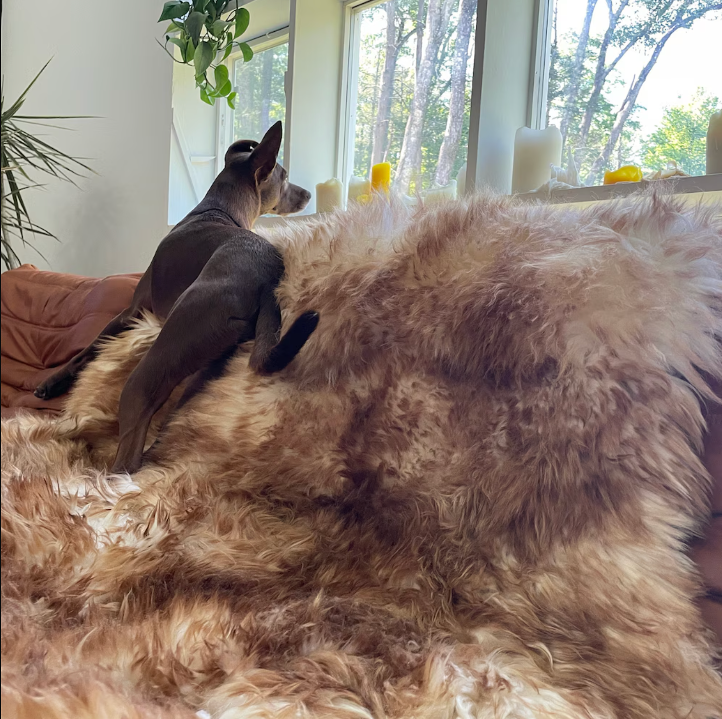 Large Natural Sheepskin Rug Brown White