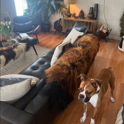 Large Sheepskin Rug Dark Brown Black