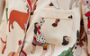 Women’s Loungewear Christmas Dog Print Long Sleeve Pajama Set