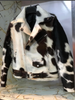 black white real cowhide biker jacket