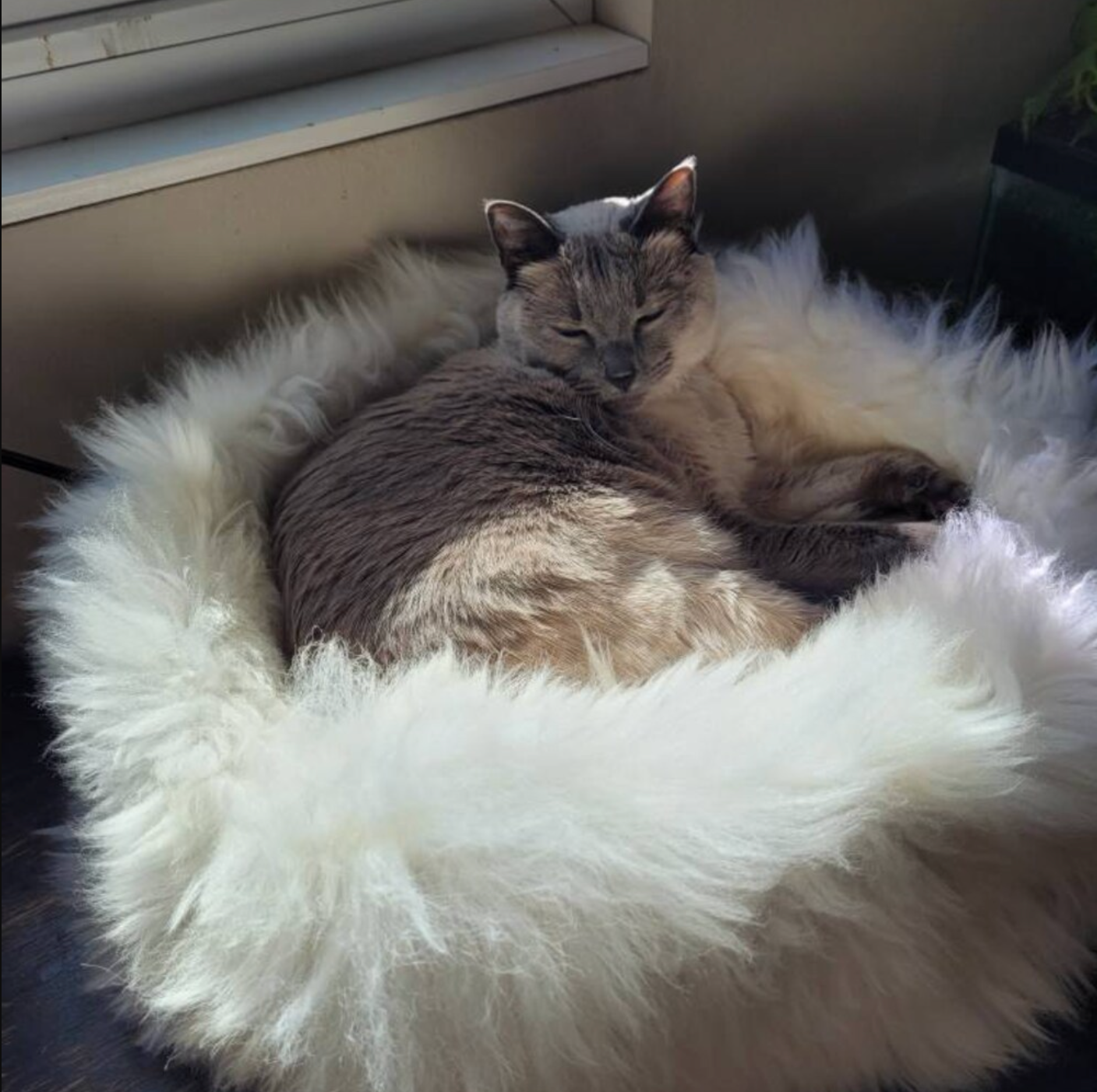 natural sheepskin cat pet bed