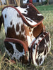 Dark brown cowhide backpack speckled hair on hide